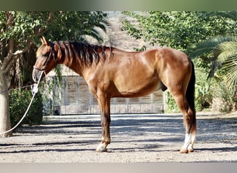 PRE, Caballo castrado, 3 años, 153 cm, Castaño