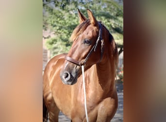 PRE, Caballo castrado, 3 años, 153 cm, Castaño