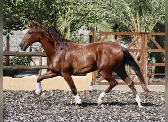 PRE, Caballo castrado, 3 años, 153 cm, Castaño