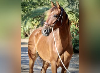 PRE, Caballo castrado, 3 años, 153 cm, Castaño