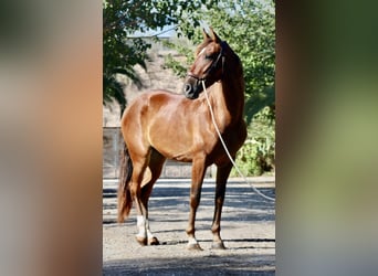 PRE, Caballo castrado, 3 años, 153 cm, Castaño