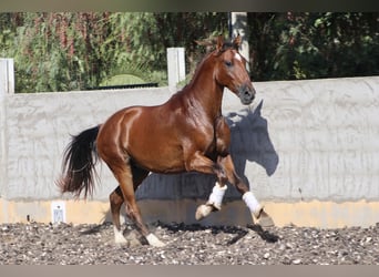 PRE, Caballo castrado, 3 años, 153 cm, Castaño