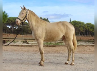 PRE Mestizo, Caballo castrado, 3 años, 154 cm, Cremello