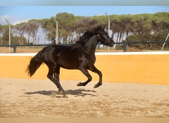 PRE Mestizo, Caballo castrado, 3 años, 154 cm, Negro