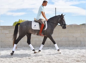 PRE, Caballo castrado, 3 años, 154 cm, Tordo