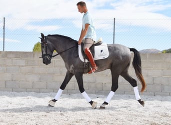 PRE, Caballo castrado, 3 años, 154 cm, Tordo