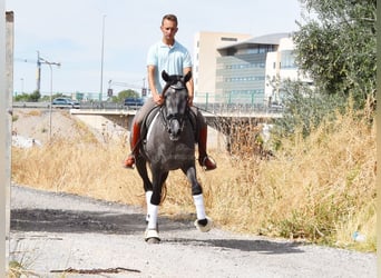 PRE, Caballo castrado, 3 años, 154 cm, Tordo