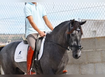 PRE, Caballo castrado, 3 años, 154 cm, Tordo