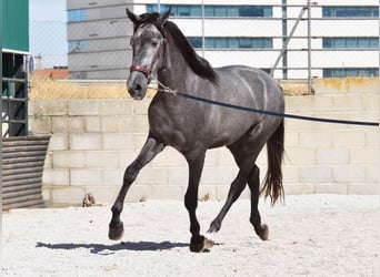 PRE, Caballo castrado, 3 años, 154 cm, Tordo