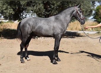 PRE, Caballo castrado, 3 años, 154 cm, Tordo