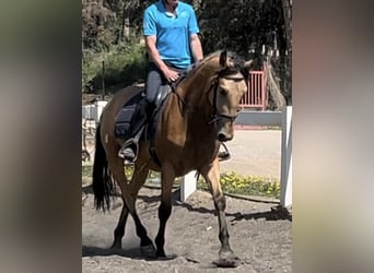 PRE Mestizo, Caballo castrado, 3 años, 155 cm, Bayo