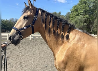 PRE Mestizo, Caballo castrado, 3 años, 155 cm, Bayo