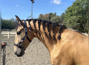 PRE Mestizo, Caballo castrado, 3 años, 155 cm, Bayo