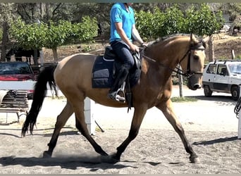 PRE Mestizo, Caballo castrado, 3 años, 155 cm, Bayo