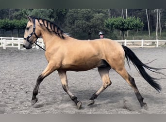 PRE Mestizo, Caballo castrado, 3 años, 155 cm, Bayo