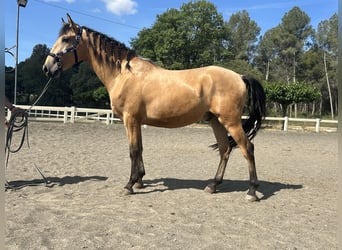 PRE Mestizo, Caballo castrado, 3 años, 155 cm, Bayo