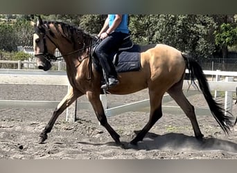 PRE Mestizo, Caballo castrado, 3 años, 155 cm, Bayo