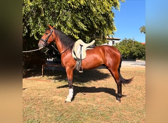 PRE Mestizo, Caballo castrado, 3 años, 155 cm, Castaño