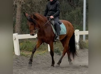 PRE Mestizo, Caballo castrado, 3 años, 155 cm, Castaño