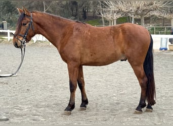 PRE Mestizo, Caballo castrado, 3 años, 155 cm, Castaño