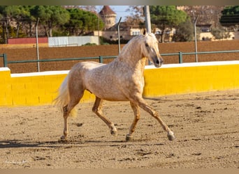 PRE Mestizo, Caballo castrado, 3 años, 155 cm, Palomino