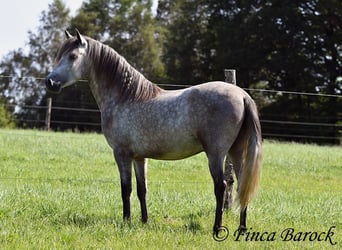 PRE, Caballo castrado, 3 años, 155 cm, Tordo