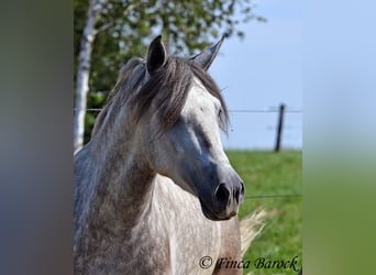 PRE, Caballo castrado, 3 años, 155 cm, Tordo