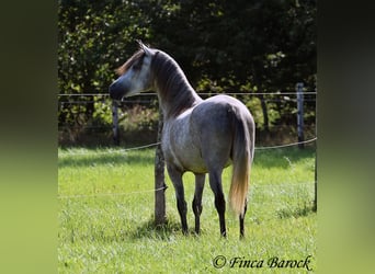 PRE, Caballo castrado, 3 años, 155 cm, Tordo