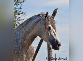 PRE, Caballo castrado, 3 años, 155 cm, Tordo