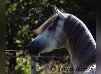 PRE, Caballo castrado, 3 años, 155 cm, Tordo