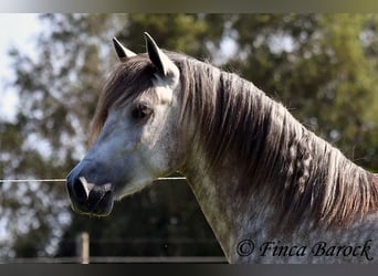 PRE, Caballo castrado, 3 años, 155 cm, Tordo