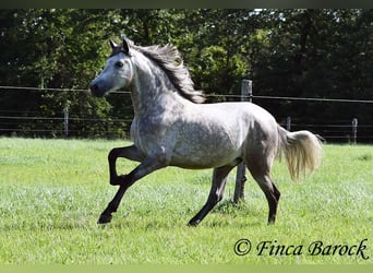 PRE, Caballo castrado, 3 años, 155 cm, Tordo