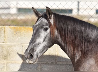 PRE, Caballo castrado, 3 años, 155 cm, Tordo