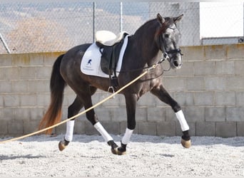 PRE, Caballo castrado, 3 años, 155 cm, Tordo