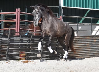 PRE, Caballo castrado, 3 años, 155 cm, Tordo