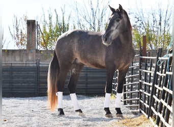 PRE, Caballo castrado, 3 años, 155 cm, Tordo