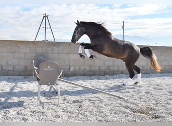 PRE, Caballo castrado, 3 años, 155 cm, Tordo