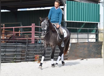 PRE, Caballo castrado, 3 años, 155 cm, Tordo