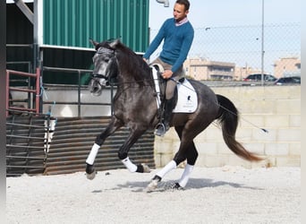 PRE, Caballo castrado, 3 años, 155 cm, Tordo