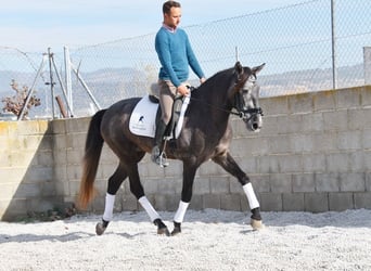 PRE, Caballo castrado, 3 años, 155 cm, Tordo