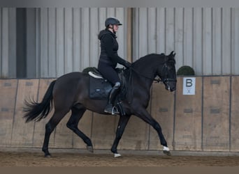 PRE, Caballo castrado, 3 años, 156 cm, Alazán-tostado