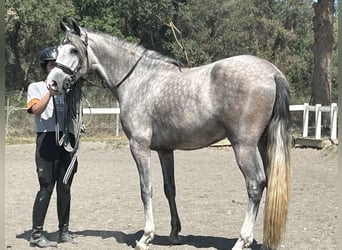 PRE, Caballo castrado, 3 años, 156 cm, Tordo