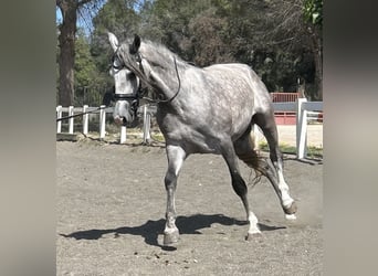 PRE, Caballo castrado, 3 años, 156 cm, Tordo