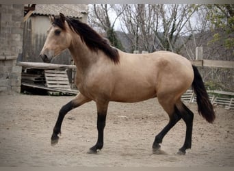 PRE, Caballo castrado, 3 años, 157 cm, Buckskin/Bayo