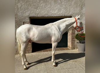 PRE Mestizo, Caballo castrado, 3 años, 157 cm, Cremello