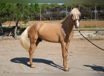 PRE Mestizo, Caballo castrado, 3 años, 157 cm, Palomino