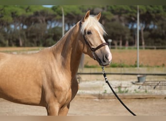 PRE Mestizo, Caballo castrado, 3 años, 157 cm, Palomino