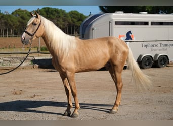 PRE Mestizo, Caballo castrado, 3 años, 157 cm, Palomino