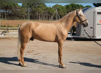 PRE Mestizo, Caballo castrado, 3 años, 157 cm, Palomino