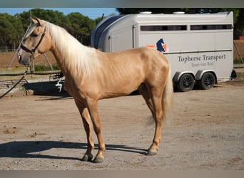 PRE Mestizo, Caballo castrado, 3 años, 157 cm, Palomino